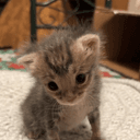 First Cat Named By Tiktok