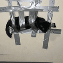 Tape Cat