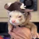 #1 TikTok ferret