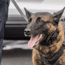 Police Dog Shot