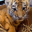 Newborn Baby Tiger Rho