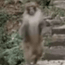 Lai Fu The Running Monkey