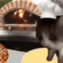 Chef Cat