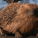 BIG HEDGEHOG