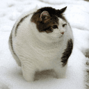 FUNNY FAT CAT