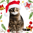 CatWifSantaHat