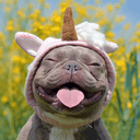 UNICORNDOG