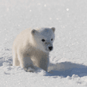 Newborn Polar Bear Flake