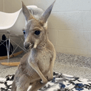 Meet - newborn kangaroo