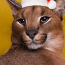 Pumba The Caracal Cat