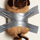 taped pug