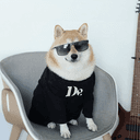 Cool dog