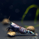 Crystal Shrimp