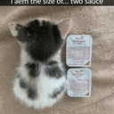 2 Sauce Cat