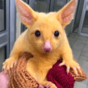 Golden Possum