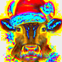 BullCember