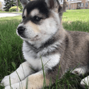 Nukka the Husky Inu