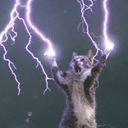 Zeus Cat