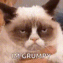 grumpy cat