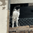 FENCE CAT