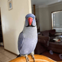 Hamlet The Tiktok Bird