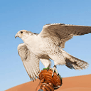 Falcon of Fazz