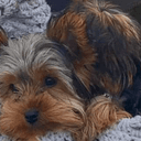 Yorky Killed on a Golf Course