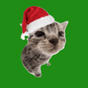 Tiktok No1 Christmas Cat