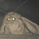 moth