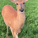 Justice For Annie The Deer