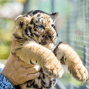 Viral Newborn Lion Cub Name