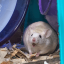 Toki the fat mouse